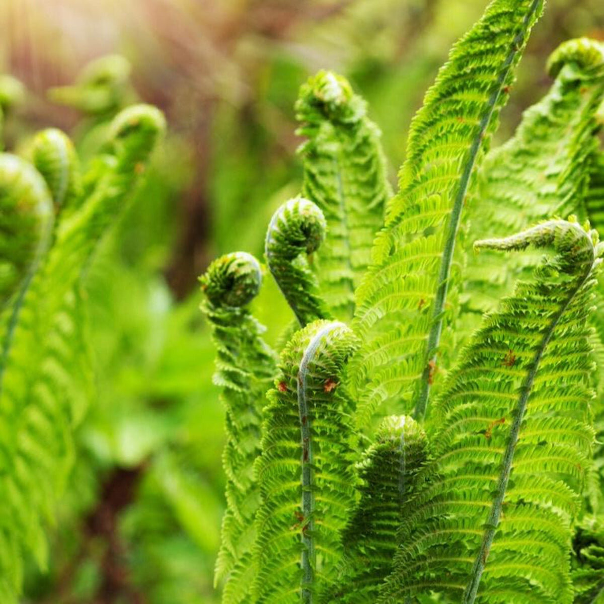 A fern frond unfurling in low light — growth emerging in imperfect conditions